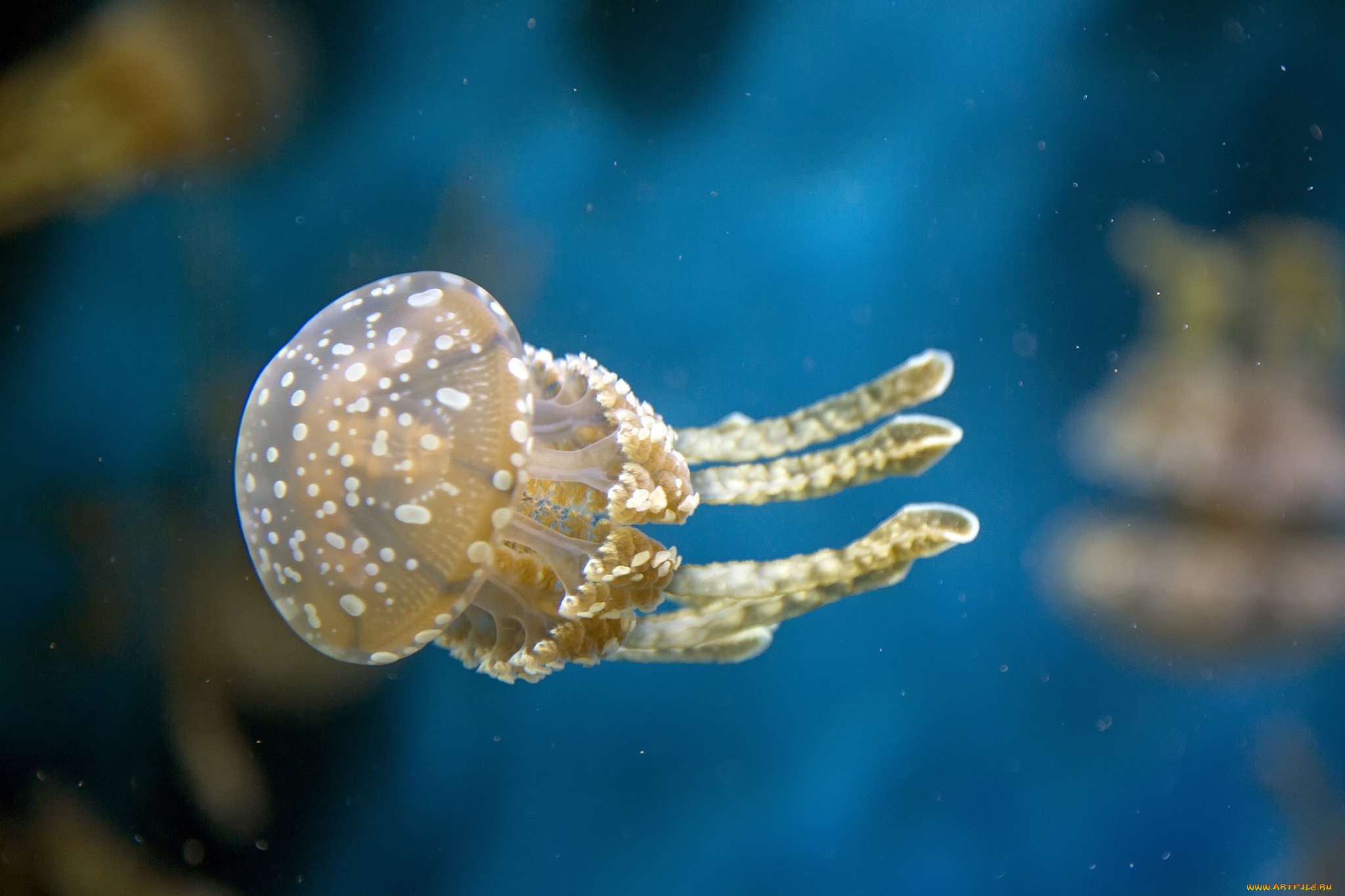 Медуза фото животного в хорошем качестве